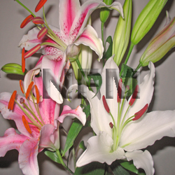 lilies oriental assorted wholesale flowers